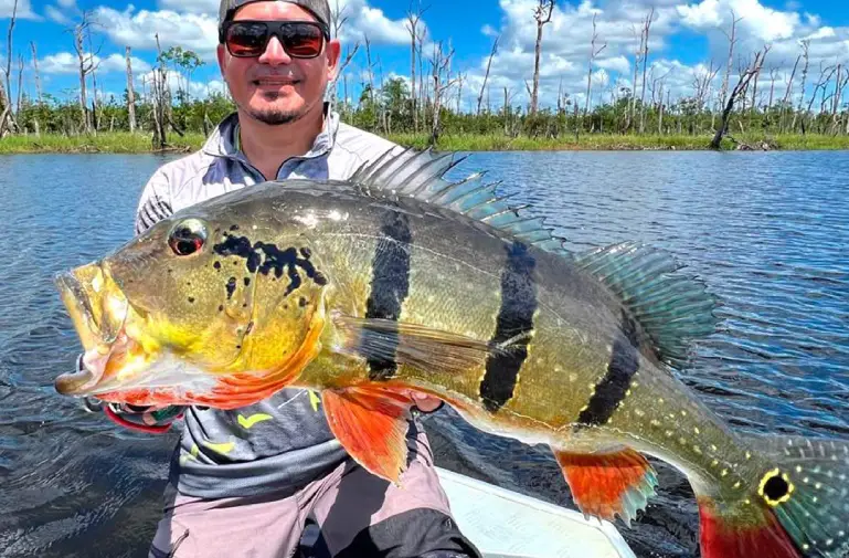 PEACOCK bass du brésil, pêche sportive en Colombie