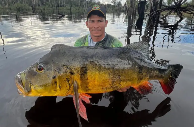 séjour de pêche peacock bass