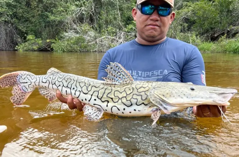 Meilleurs spots de pêche au Peacock Bass  au Brésil