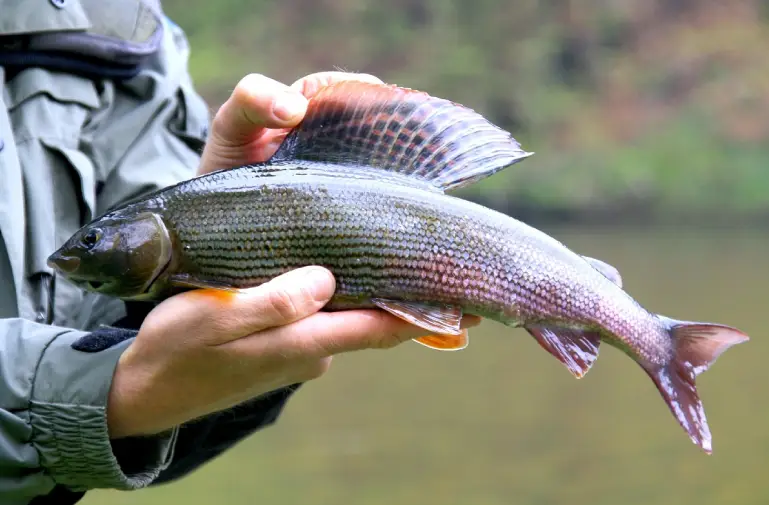 lake laponie